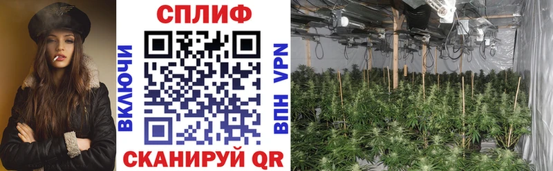 где продают   Ахтырский  МАРИХУАНА гибрид 